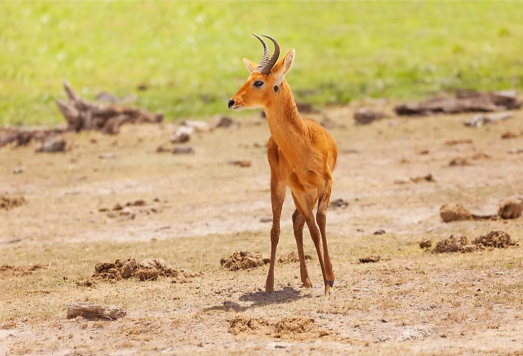 A male oribi in a Kenyan savannah.