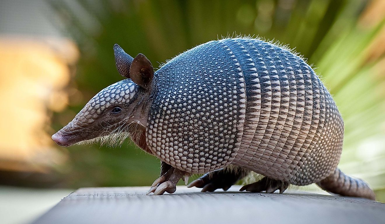 Nine banded Armadillo.