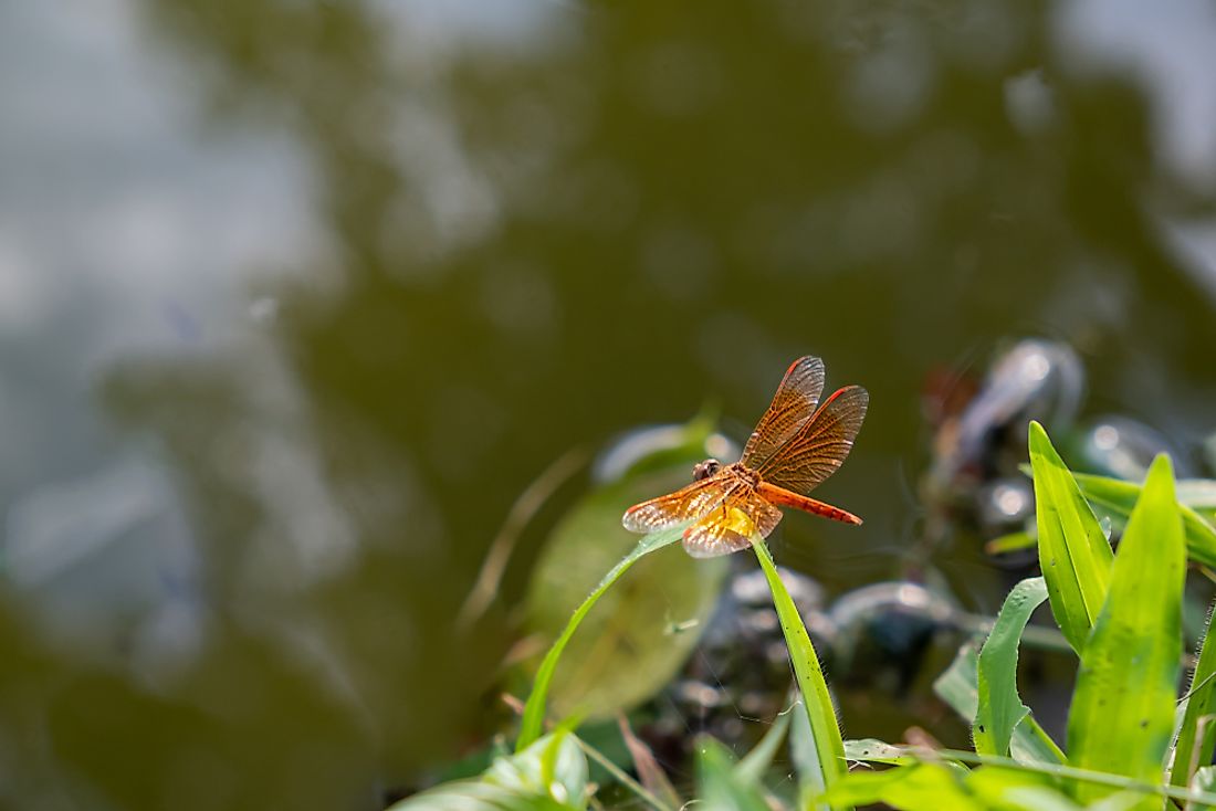 Entomology is the study of insects. 