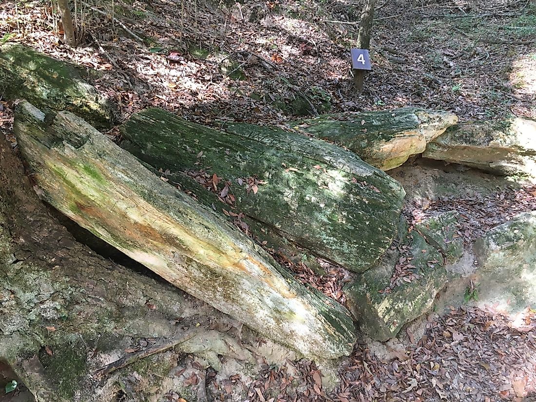 The Mississippi Petrified Forest was formed 30 million years ago.