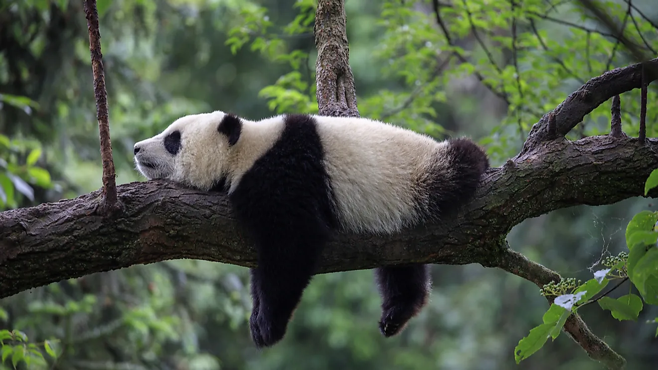 A sleeping panda. Image credit: clkraus/Shutterstock