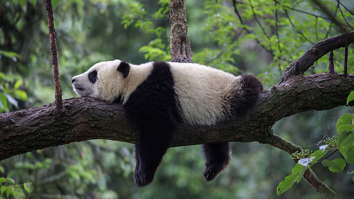 What Animals Live In Asia What Animals Live In Asia