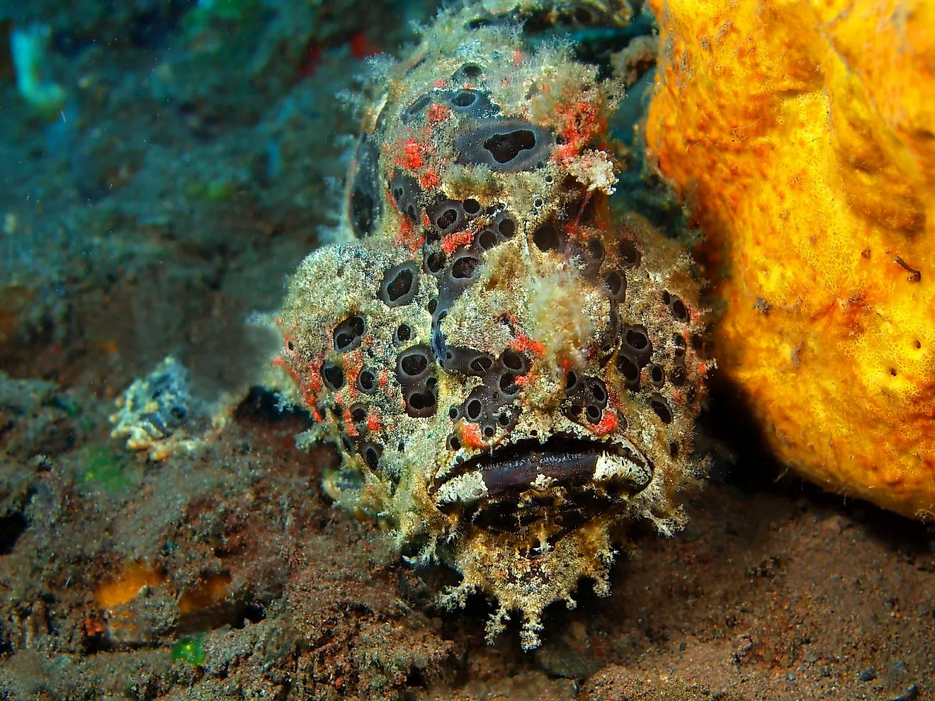  Anglerfish, Island Bali, Tulamben, Indonesia