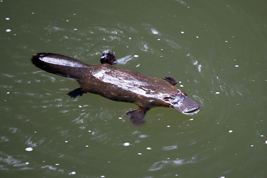 A platypus swimming in the water. 