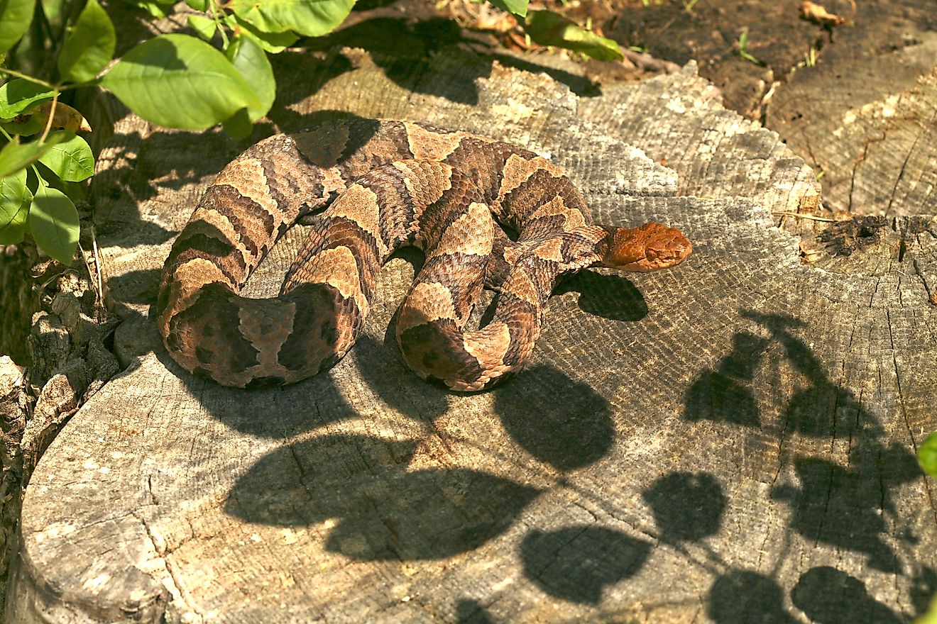 Northern Copperhead (Agkistrodon contortrix mokasen) suning itself on a stump in the afternoon sun.