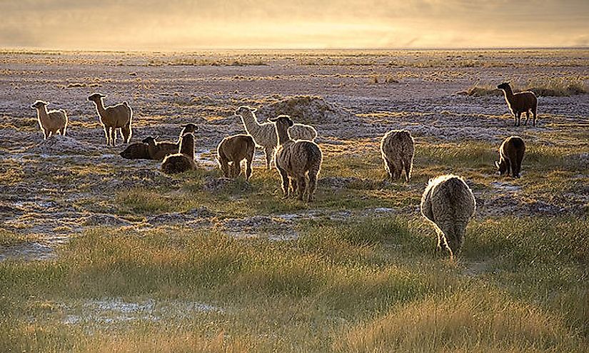 A herd of lamas in the Atacama Desert of South America during sunset.