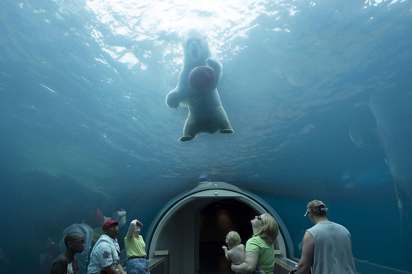 People watching a Polar Bear playing in the water at the Pittsburgh Zoo and Aquarium. Image credit: Emma Backer/Shutterstock.com