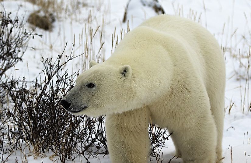 A Polar bear braves the icy Hudson Bay wilderness around Ontario's Polar Bear Provincial Park.