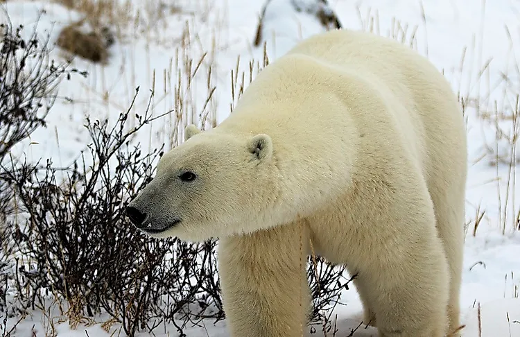 A Polar bear braves the icy Hudson Bay wilderness around Ontario's Polar Bear Provincial Park.