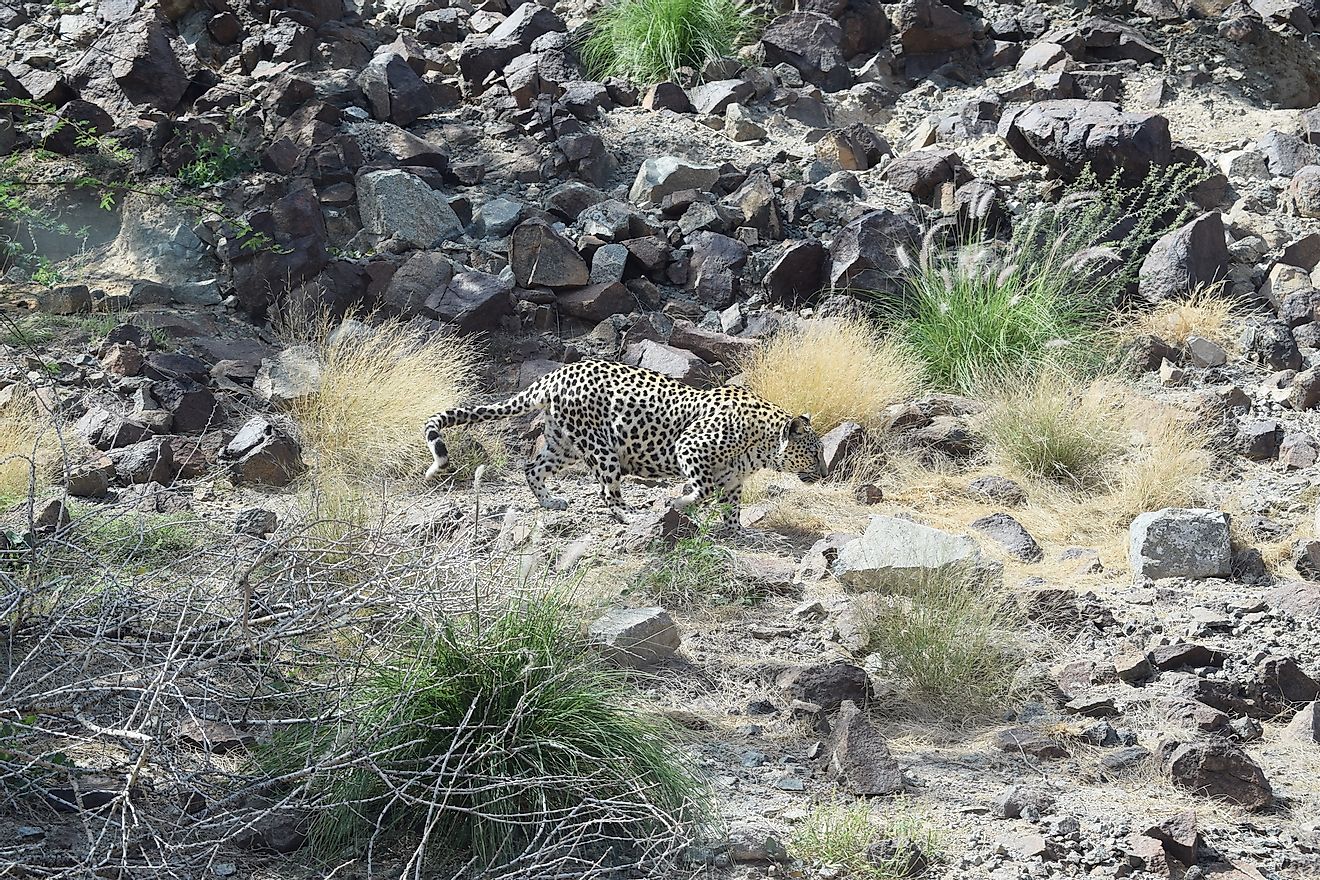 An Arabian leopard on the prowl.