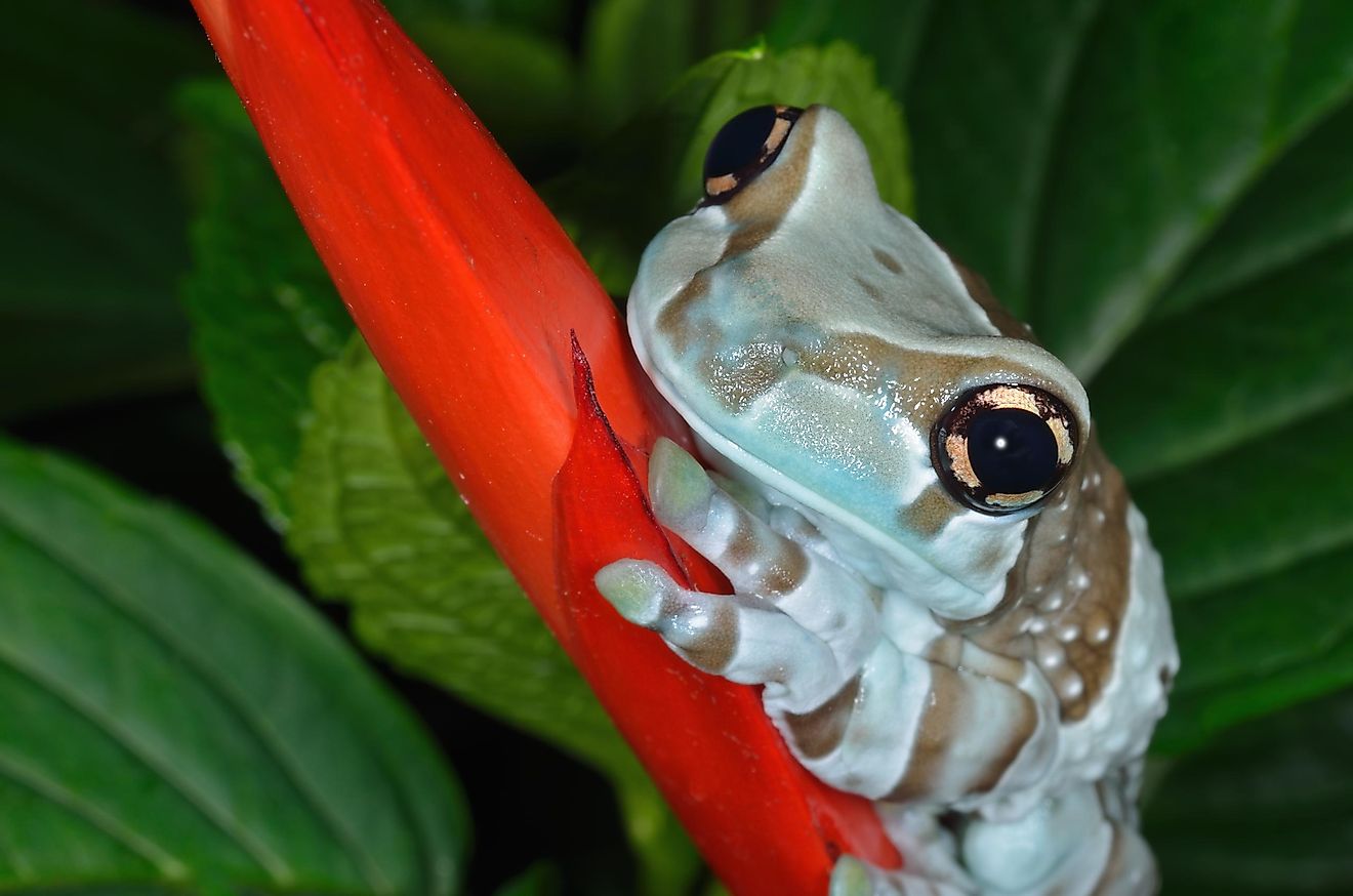 Why is it called the milk frog and what else is impressive about this large frog?
