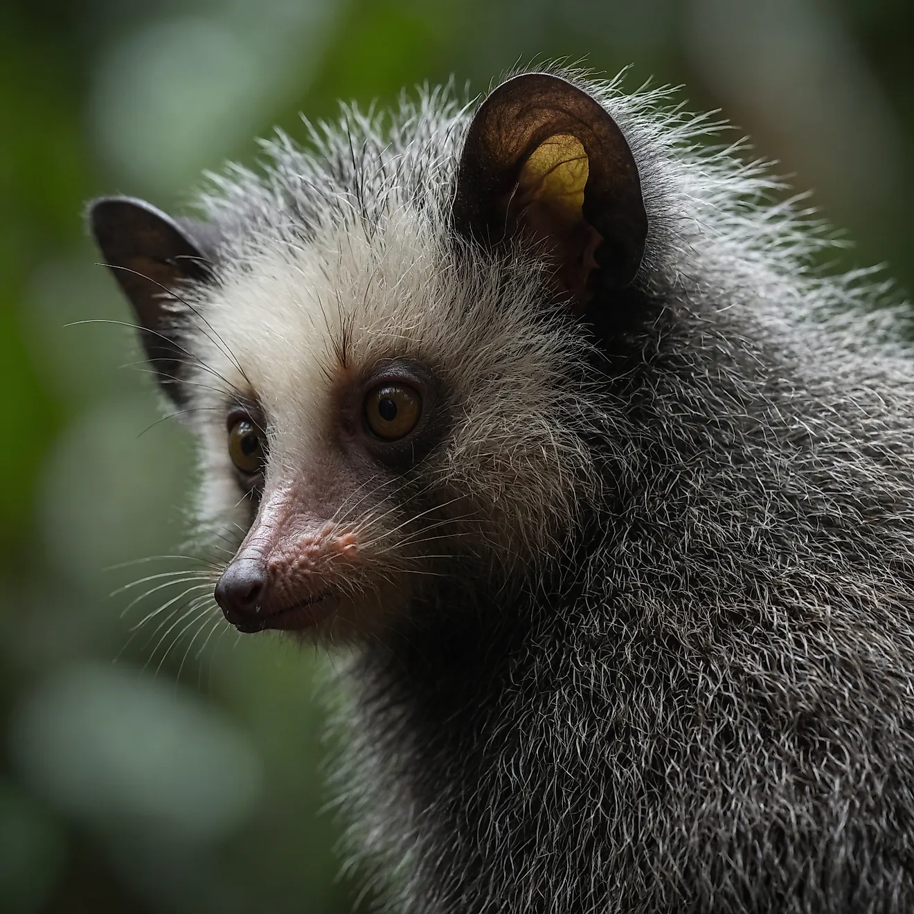 Close-up of an aye-aye.