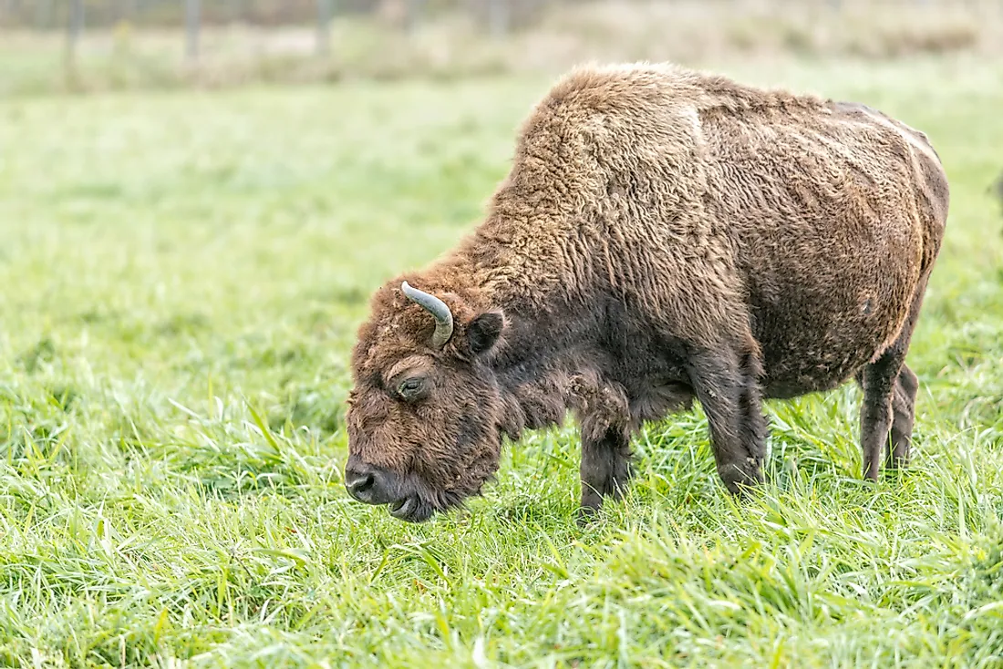 An American bison in Ontario. 