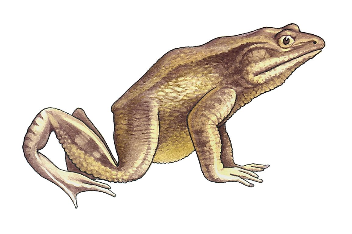 The goliath frog is listed as endangered by the IUCN. 