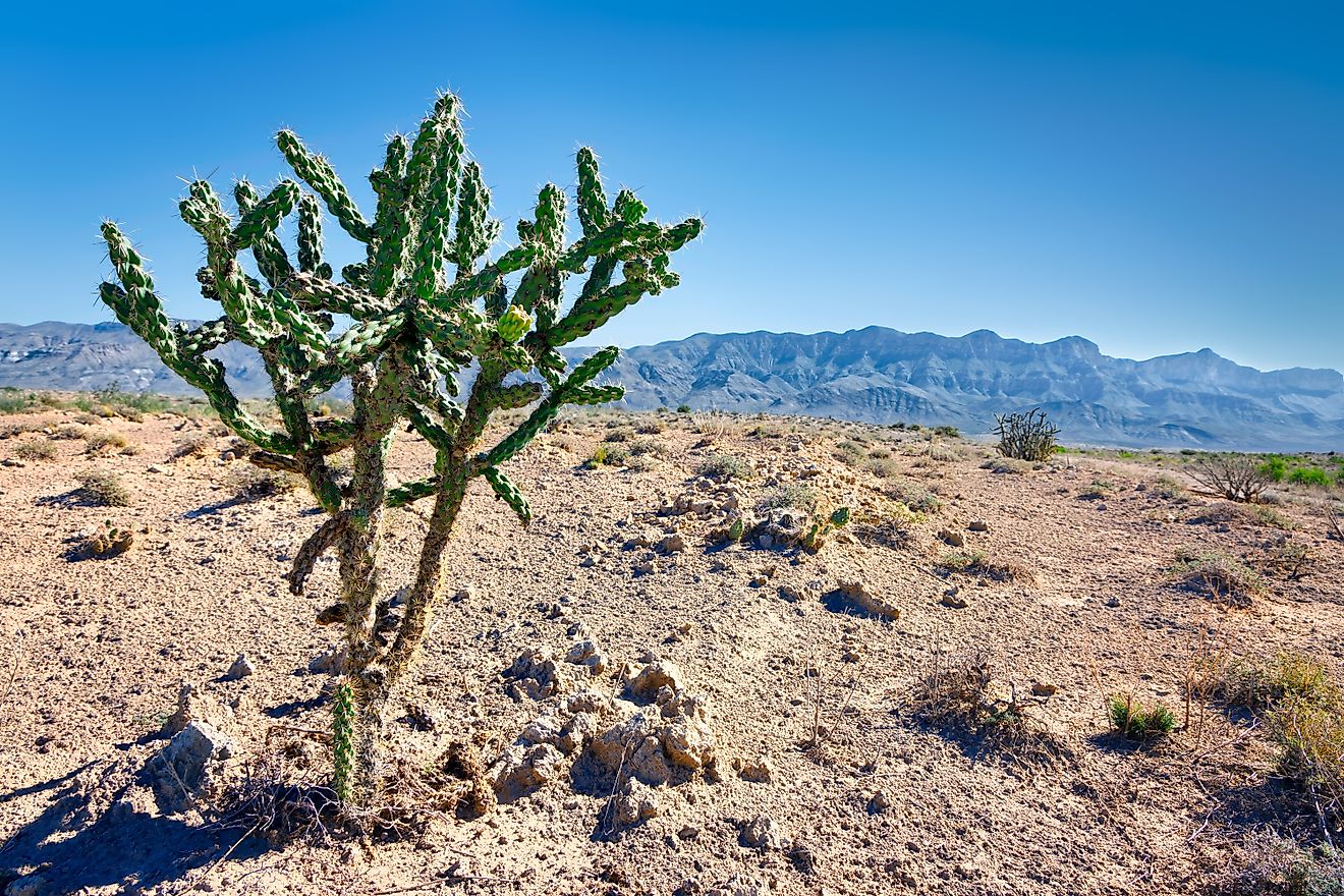 The area of the Salt Flats with the Guadelupe Mountains in the background about an hour east of El Paso, Texas.