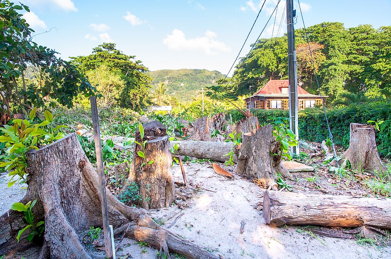 Forest trees cut down for new construction work. Image credit: Massimiliano Finzi/Shutterstock.com