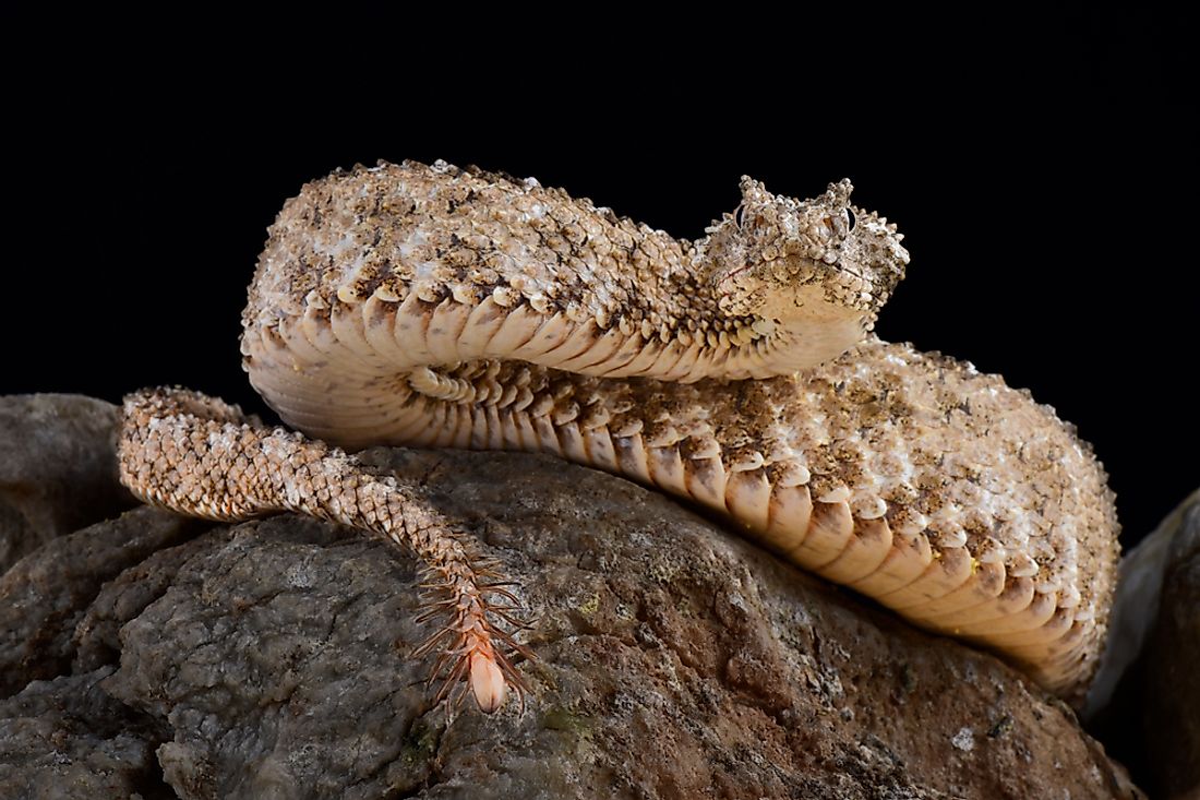 This Spider-Tailed Horned Viper blends in with its natural environment.