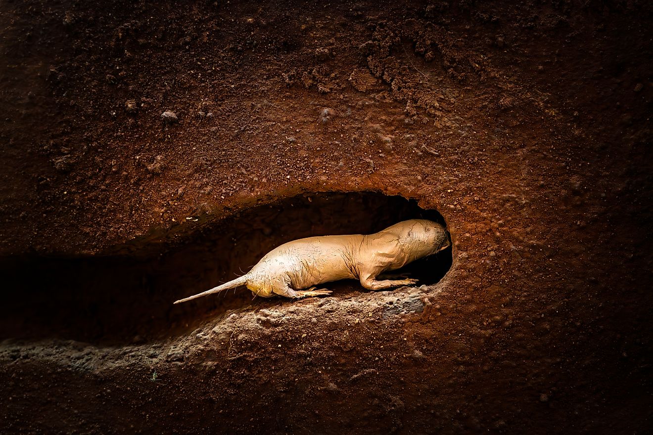 Superpowered Mammal: Heterocephalus glaber