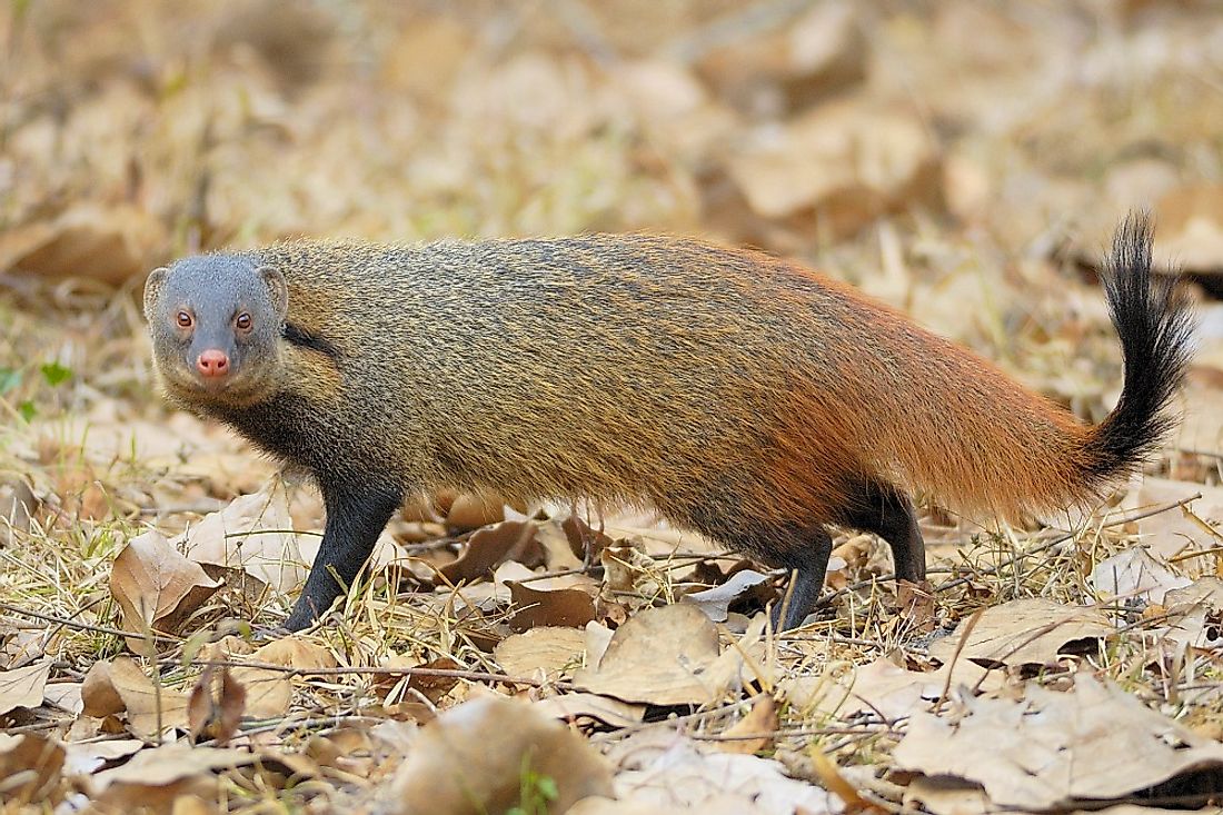 Stripe-necked mongoose.