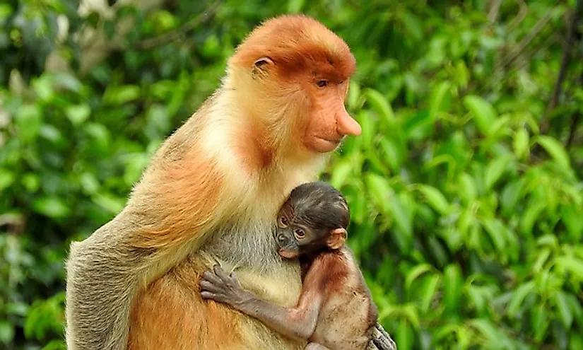 The proboscis monkey and its baby, a unique, endemic species of Borneo.