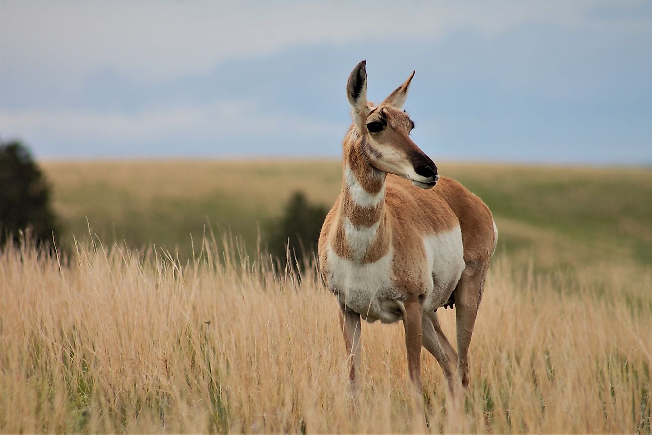 An antelope in the Wind Cave National Park, South Dakota.