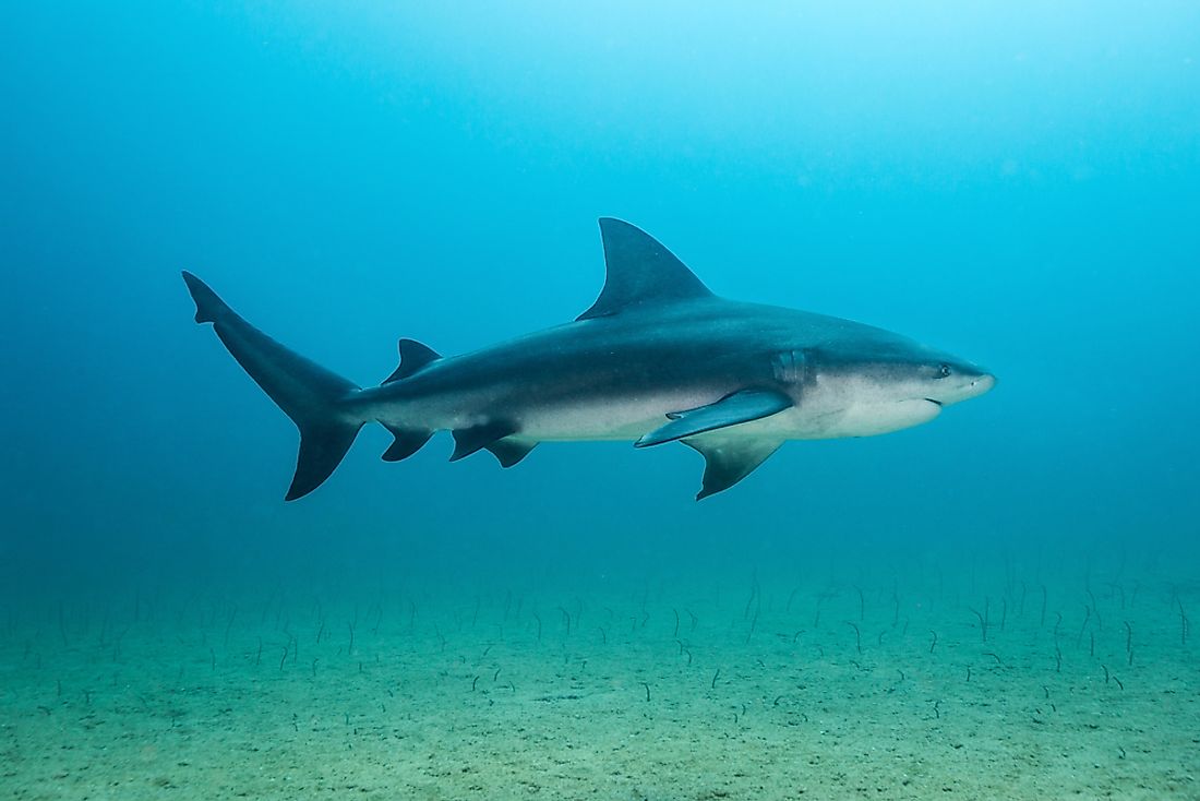 What Animals Live In Nicaragua? - WorldAtlas