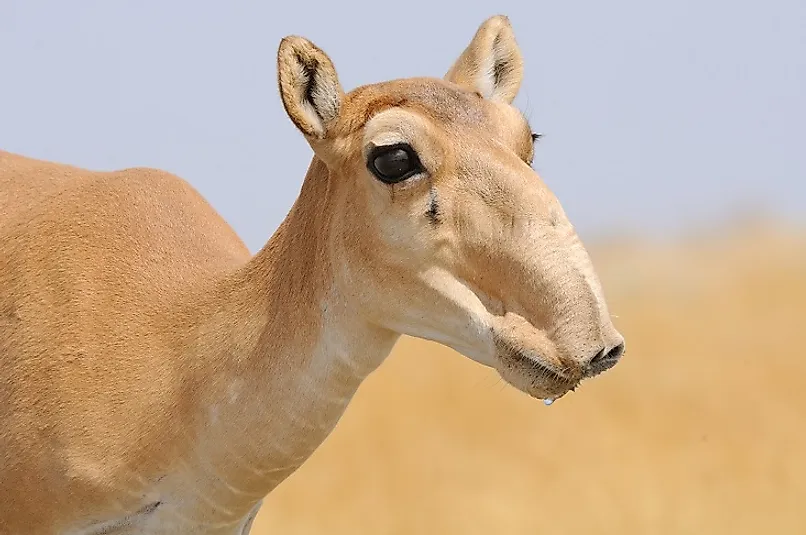 Female Saiga antelope from the Russian steppe lands in Kalmykia.