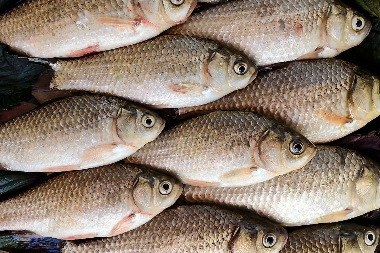 Silver carp is one of the types of fish that can be found in China. 