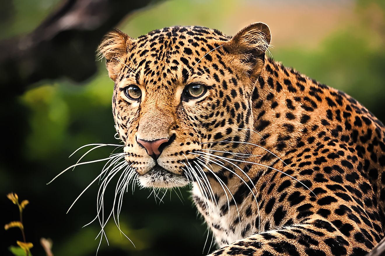 The portrait of Javan leopard. Image credit: abxyz/Shutterstock.com