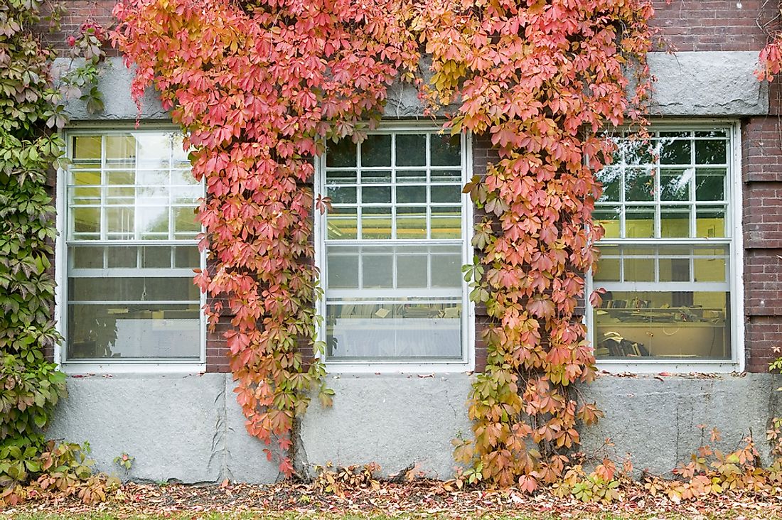 Vines covering a part of Dartmouth College.