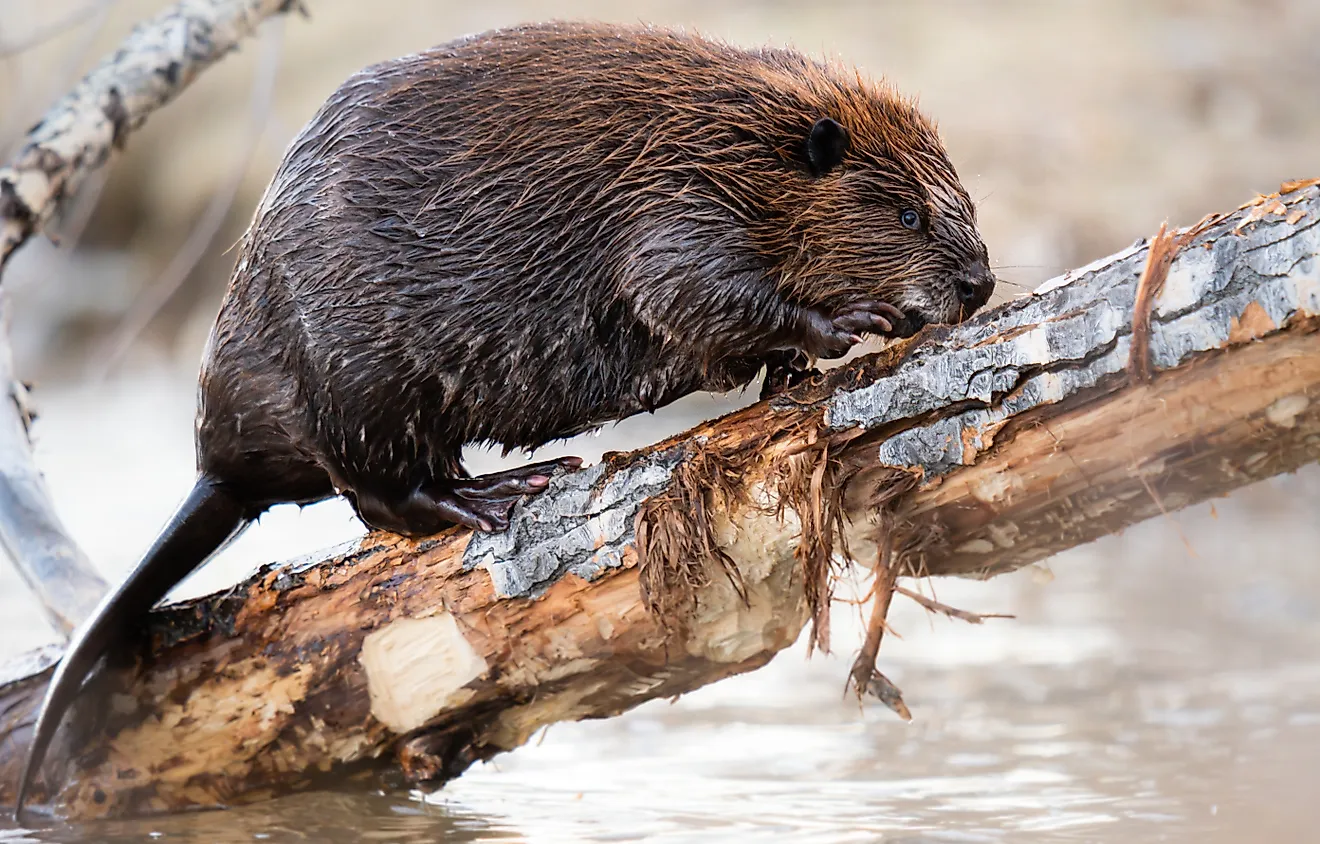 Beaver in the Canadian wilderness