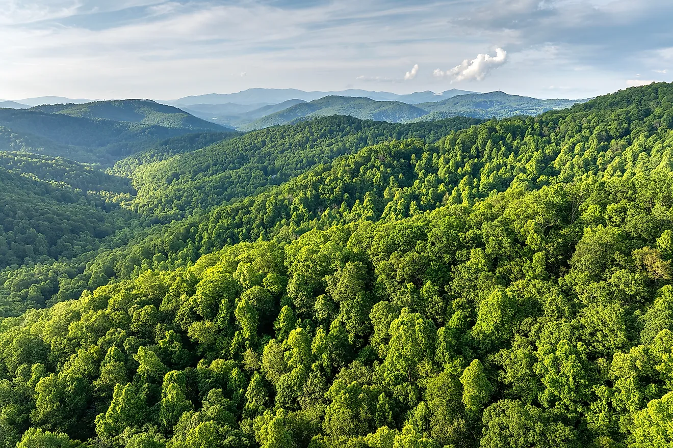 North Carolina wild woods nature in summer. 