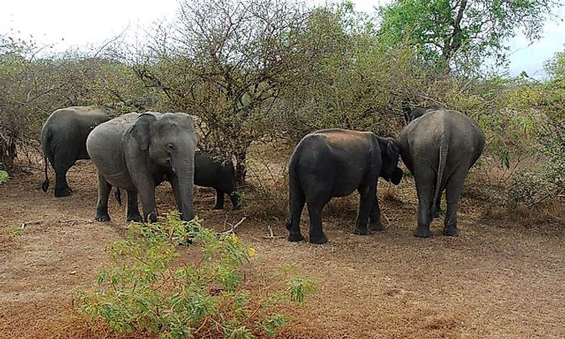 A herd of elephants at the Yala National Park in Sri Lanka.