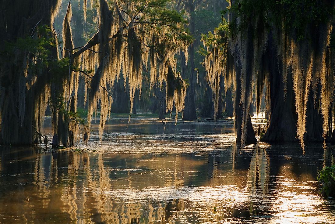 A bayou in Louisiana. 