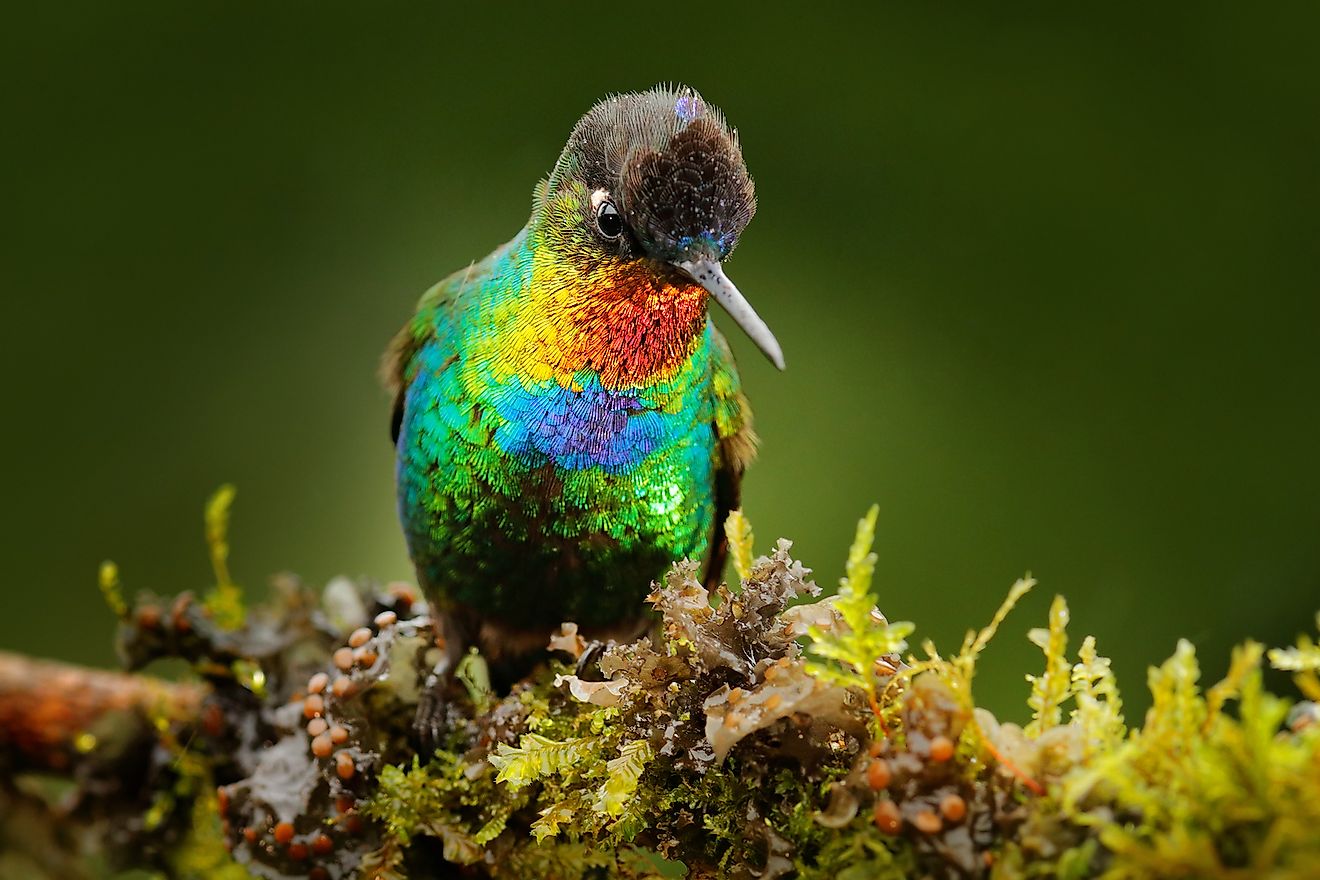 Fiery-throated Hummingbird. Image credit: Ondrej Prosicky/Shutterstock.com
