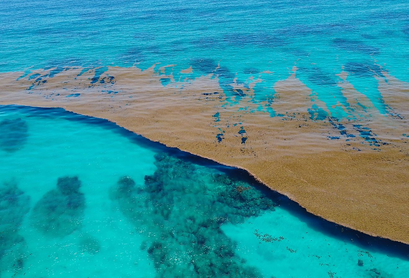 Caribbean sea covered by Sargasso algae.