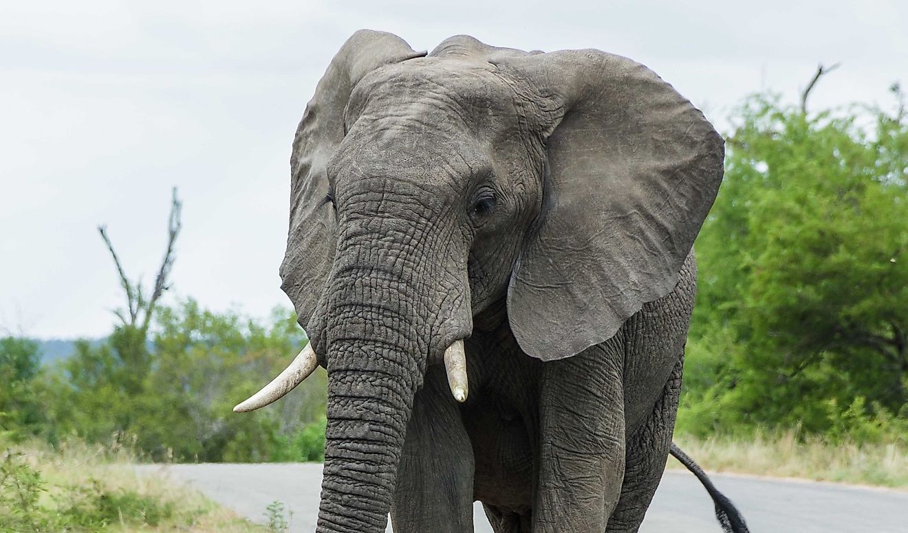 An African elephant walks along a road in South Africa's Kruger National Park.