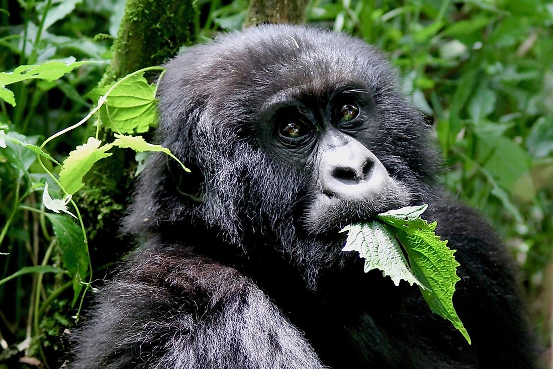 A Mountain gorilla in Rwanda eating leaves. 