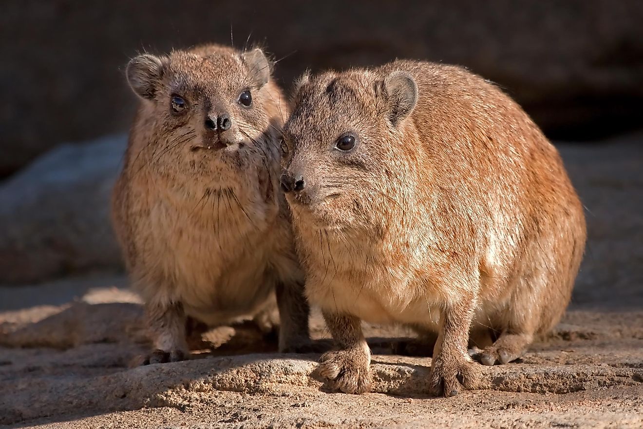 Rock hyraxes are social animals, and are known to help each other keep an eye out for predators. Their range extends across much of Africa and the Middle East.