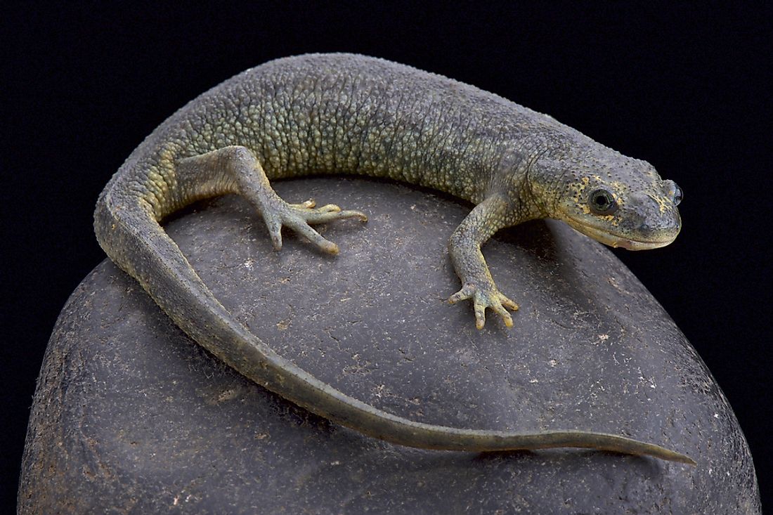 The Algerian ribbed newt is an amphibian native to Algeria. 
