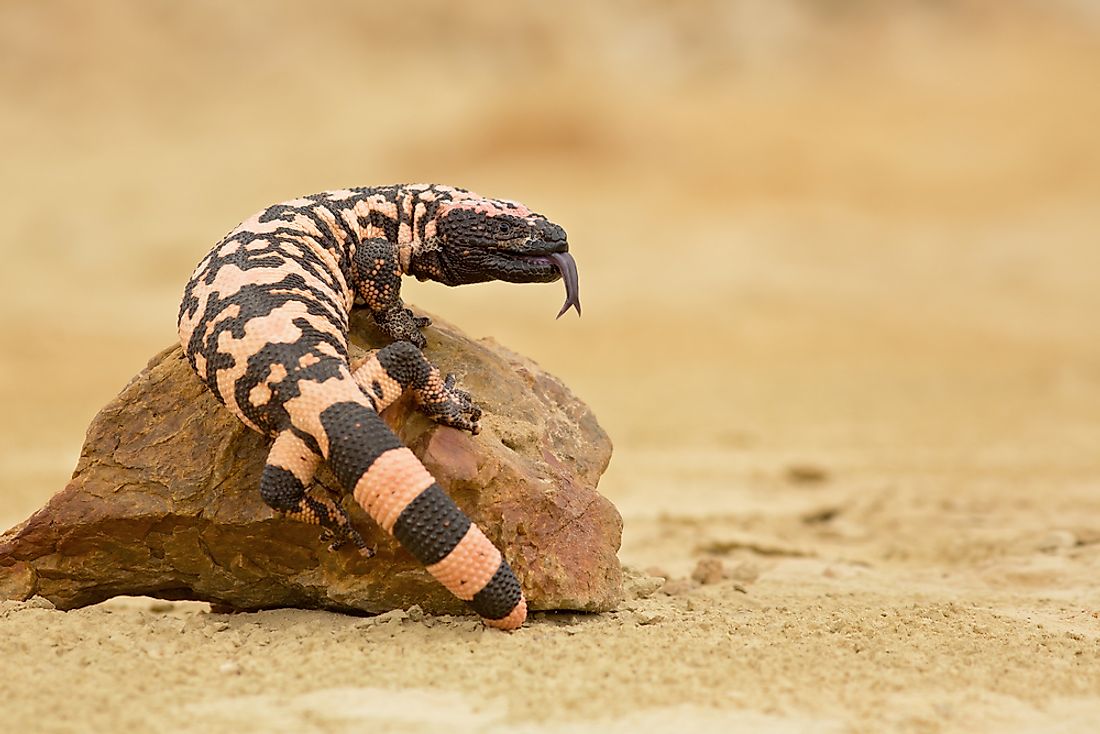 The Gila monster is named for the Gila River Basin. 