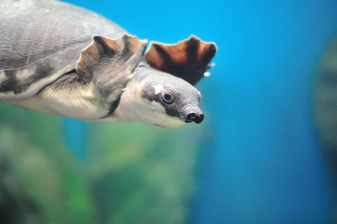 The pig-nosed turtle is native to Australia. 