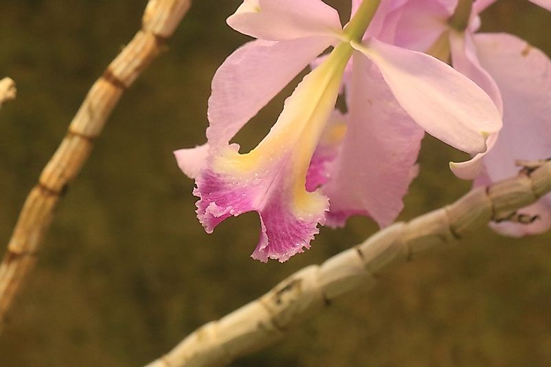 The Flor de Mayo Orchid is Colombia's national flower.