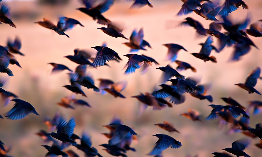 New research suggests there could be 18,000 species of birds, double the traditional count. 