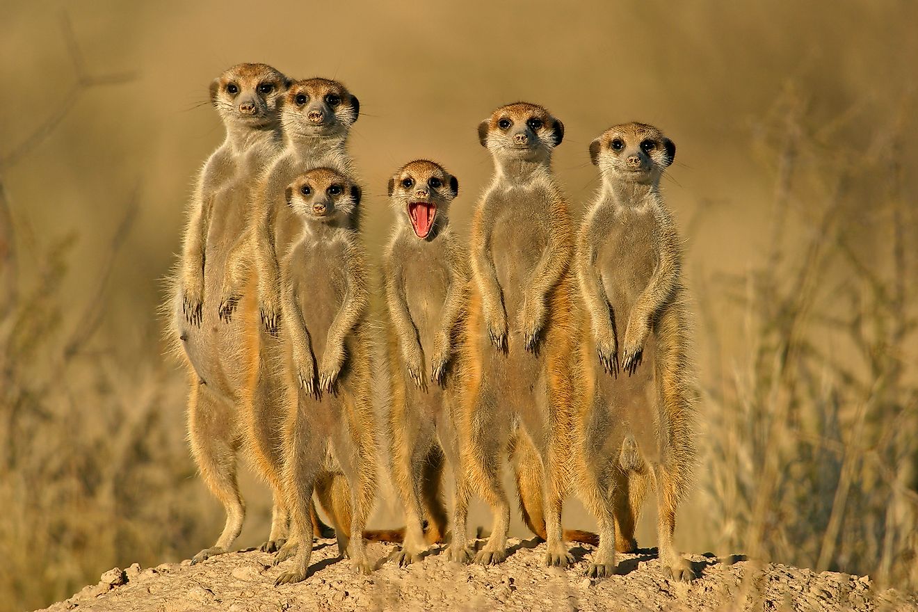 Suricate or meerkat family, Kalahari, South Africa