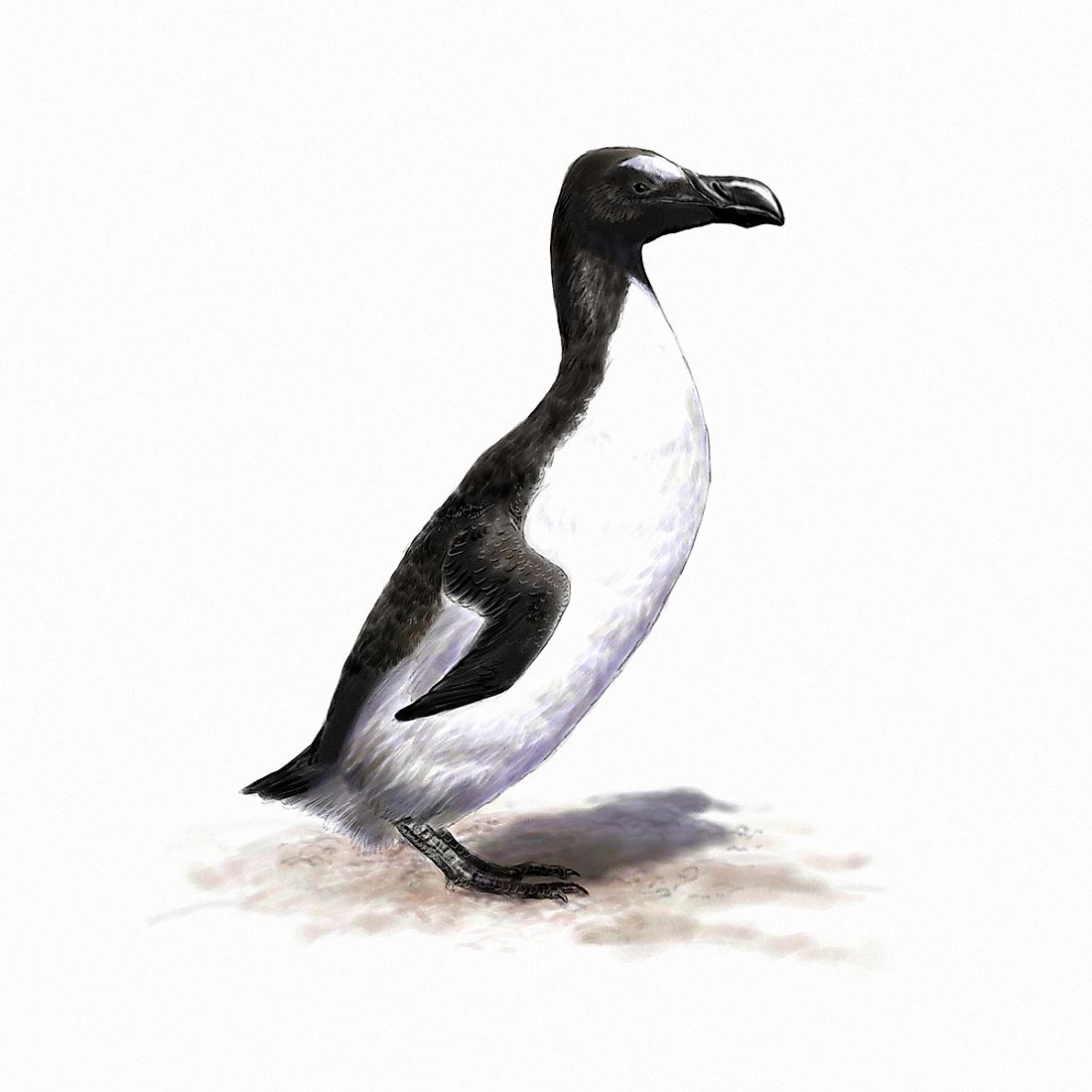 An illustration of the great auk. 