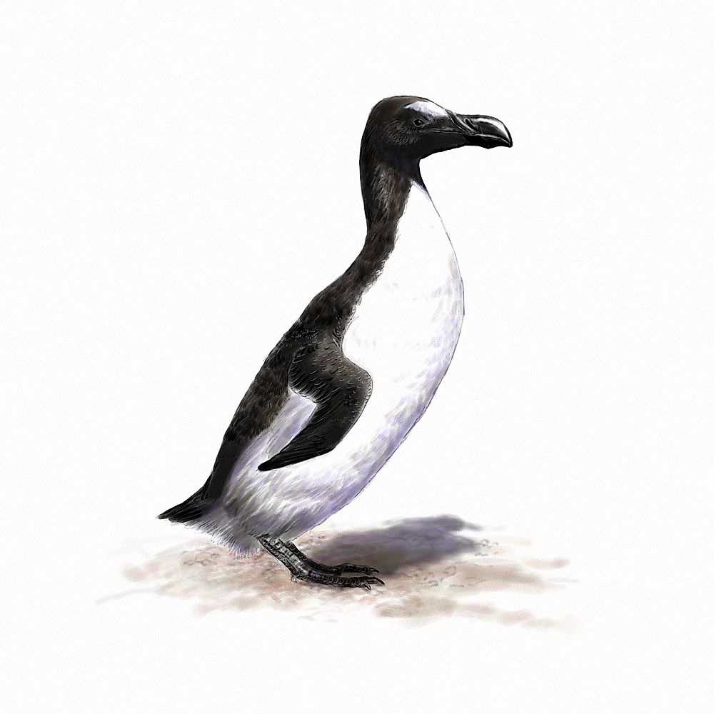 An illustration of the great auk.