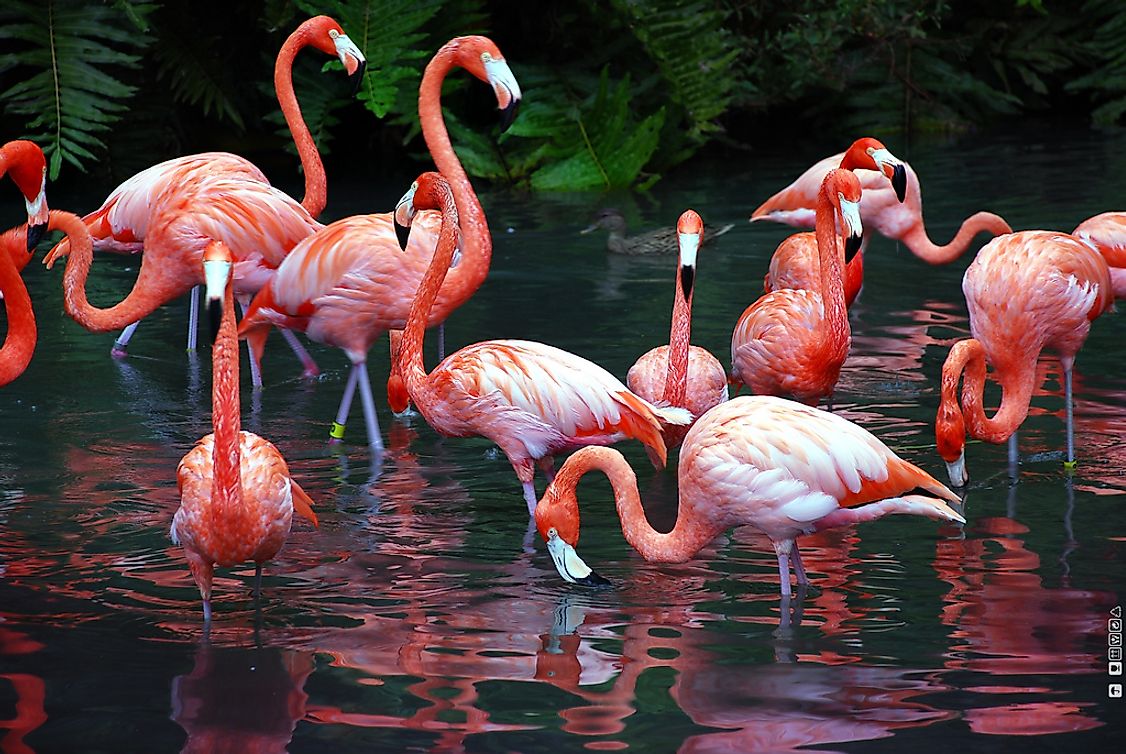 A flock of flamingos wading in the water looking for food.