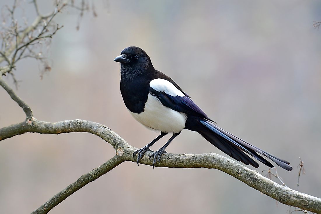 Beautiful Eurasian magpie.