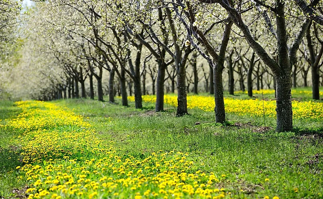 A cherry orchard in Traverse City, Michigan. 